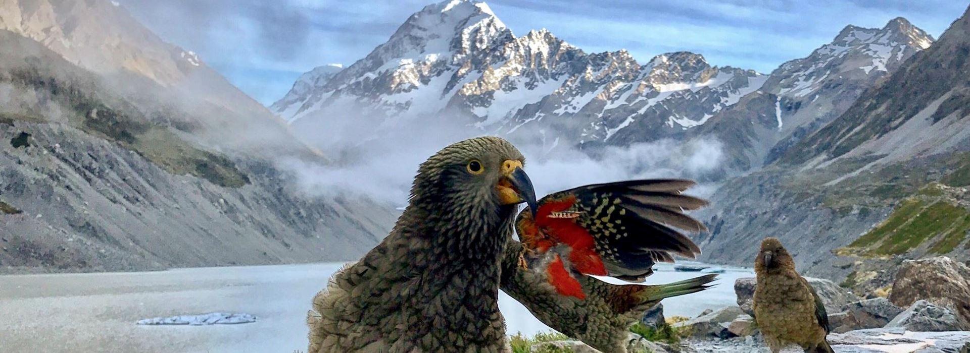 Fascinating Birdlife in New Zealand - Protecting wildlife