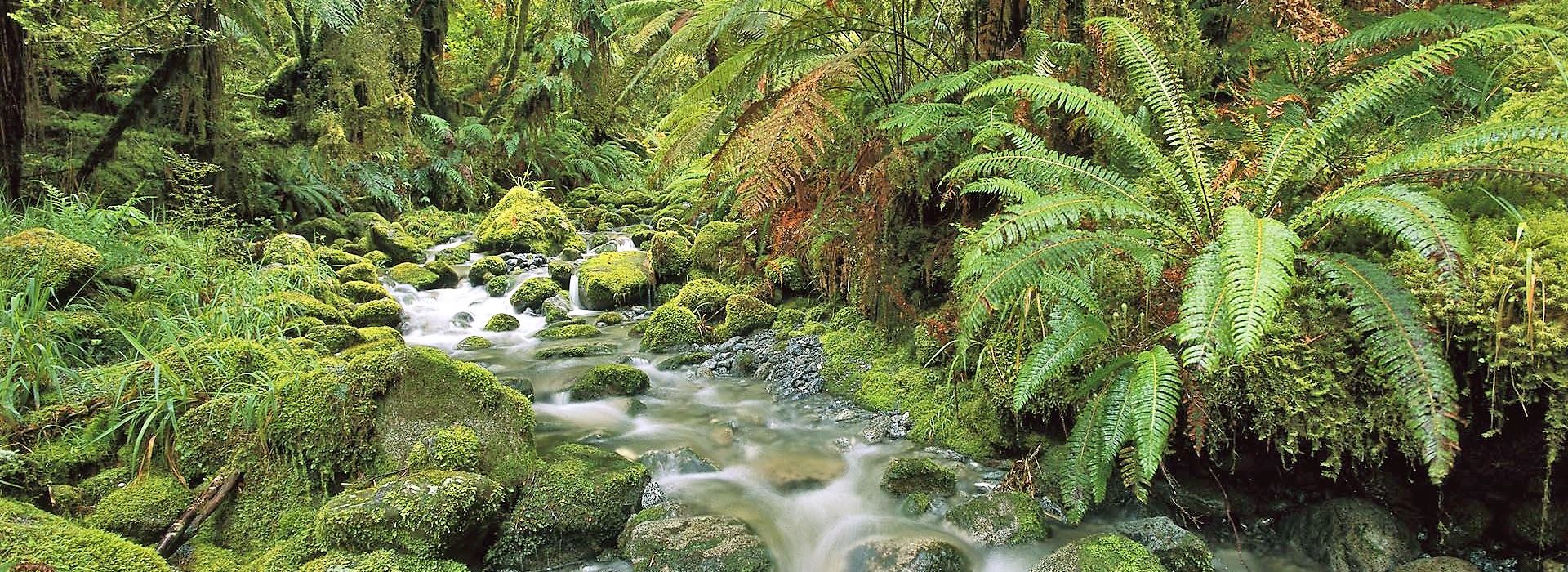 Tiaki: the heart of New Zealand sustainability