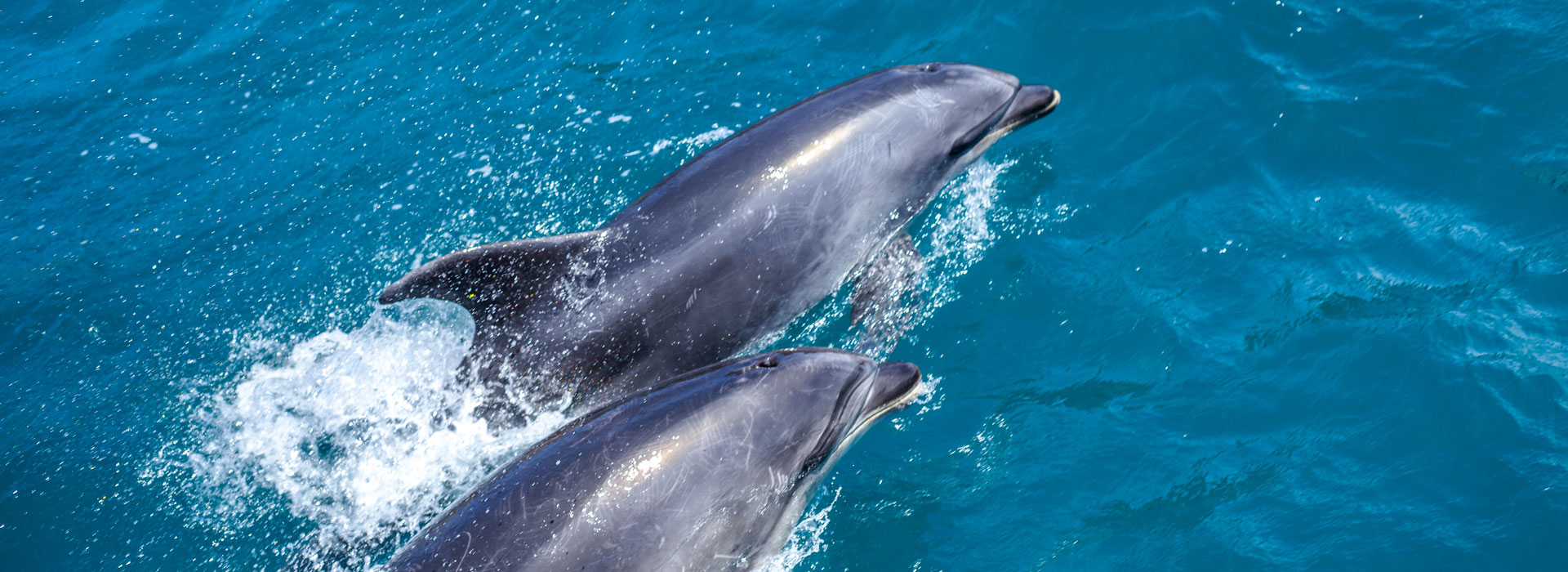 What is the Marine Life in New Zealand - and how do we protect our marine species
